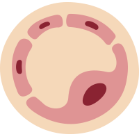 Endothelial Cell News