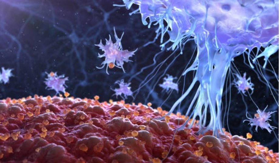 Lymphocyte-e1611888654311