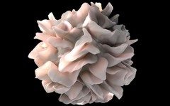 dendritic-cell-3D-e1612410266425