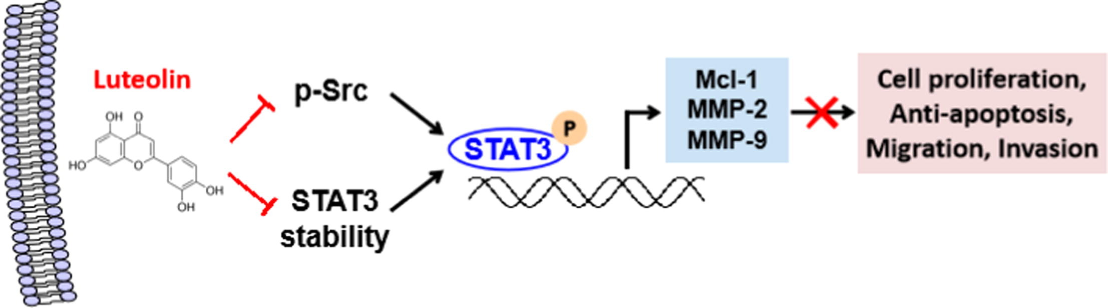 Luteolin Binds Src, Promotes STAT3 Protein Ubiquitination and Exerts