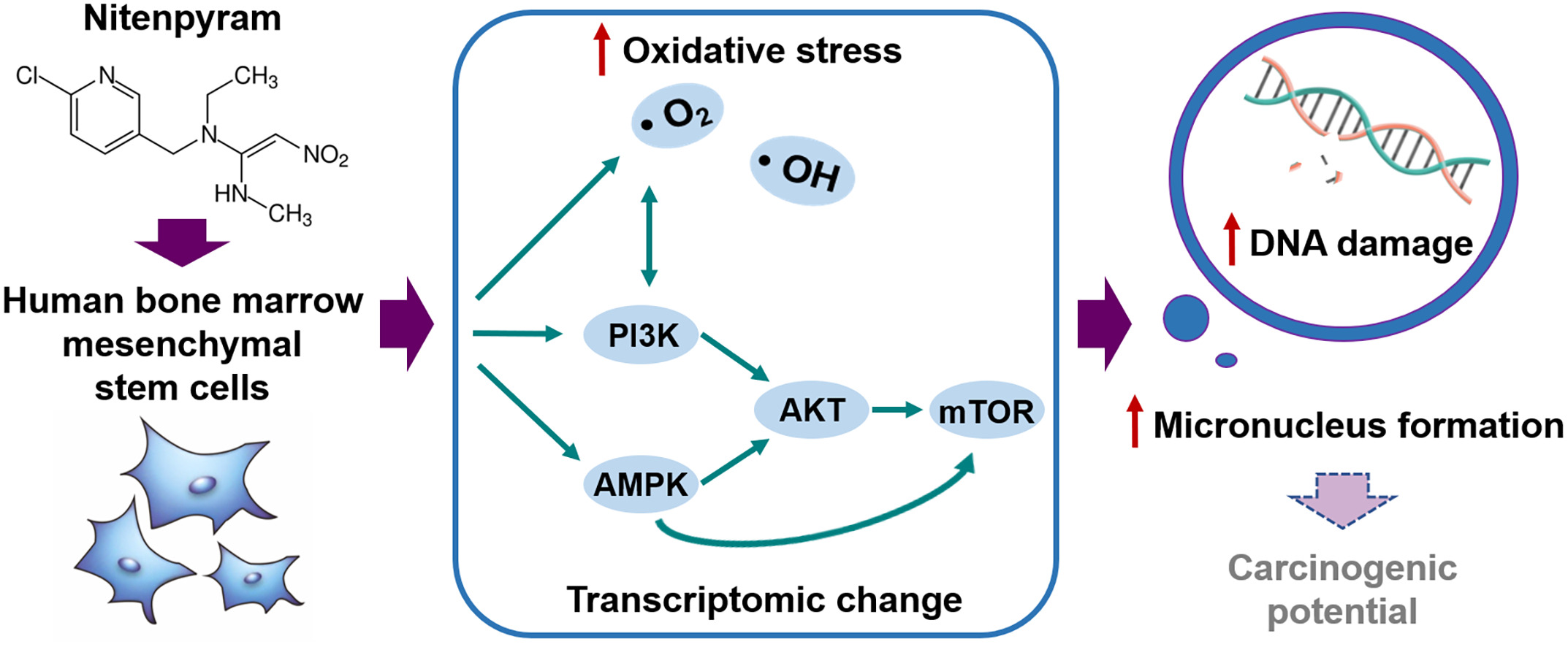 Genotoxicity, Oxidative Stress and Transcriptomic Effects of Nitenpyram ... Biology Diagrams