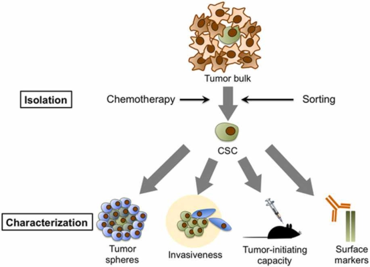 The Application of Cancer Stem Cell Model in Malignant Mesothelioma