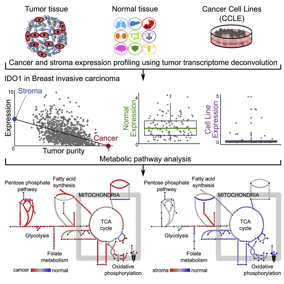A PanCancer Metabolic Atlas of the Tumor Microenvironment Science News