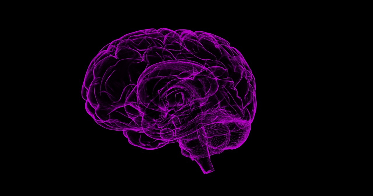 brain-gf003f48d8_1280