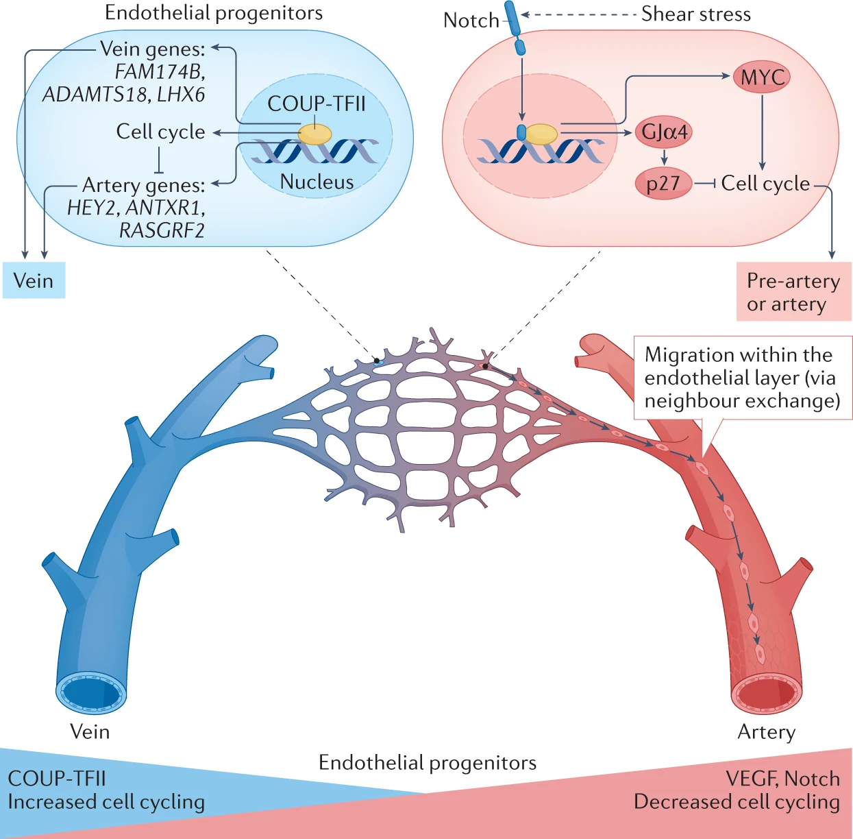 Vascular Endothelial Cell Development and Diversity Biology Diagrams