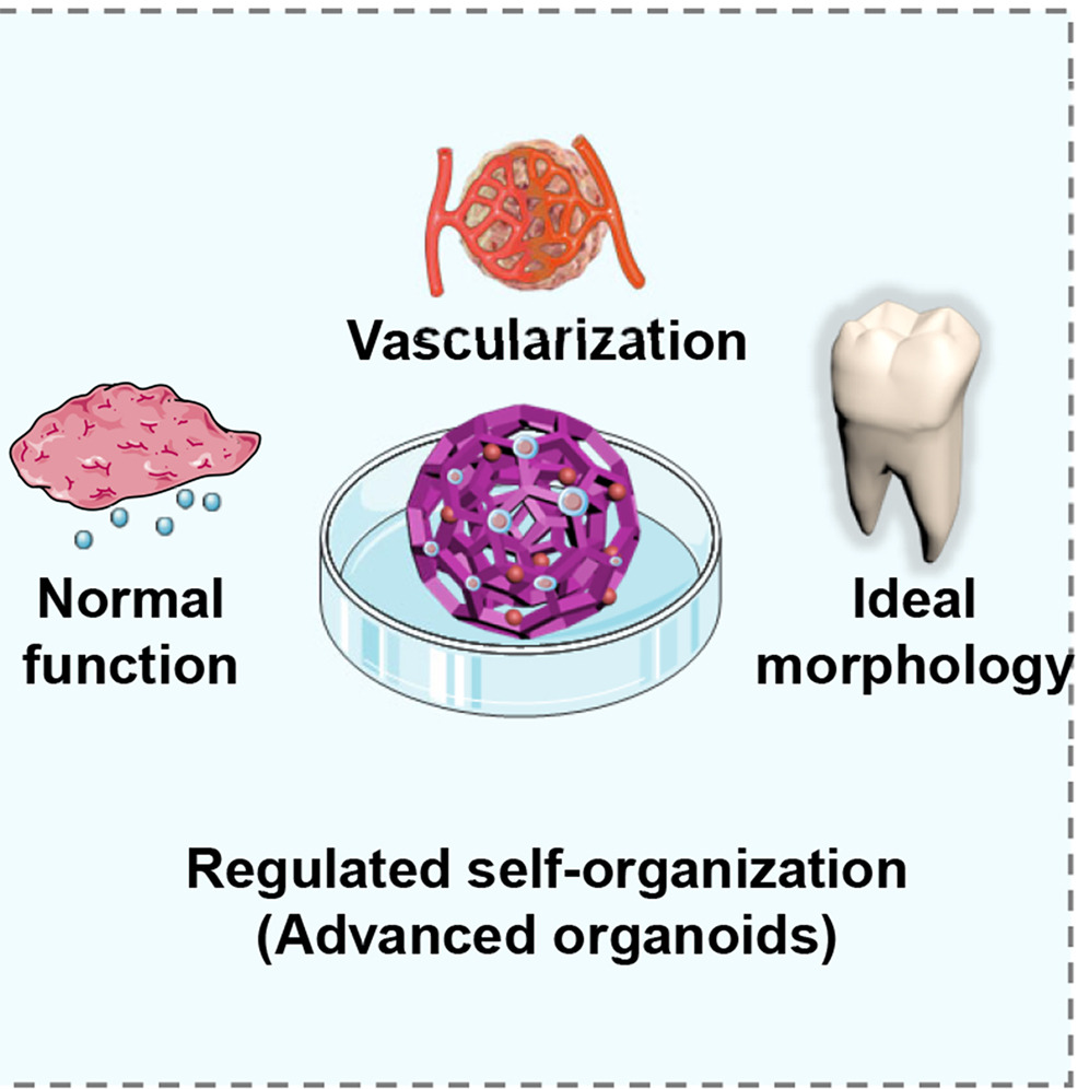 Engineered Organoids in Oral and Maxillofacial Regeneration Science News