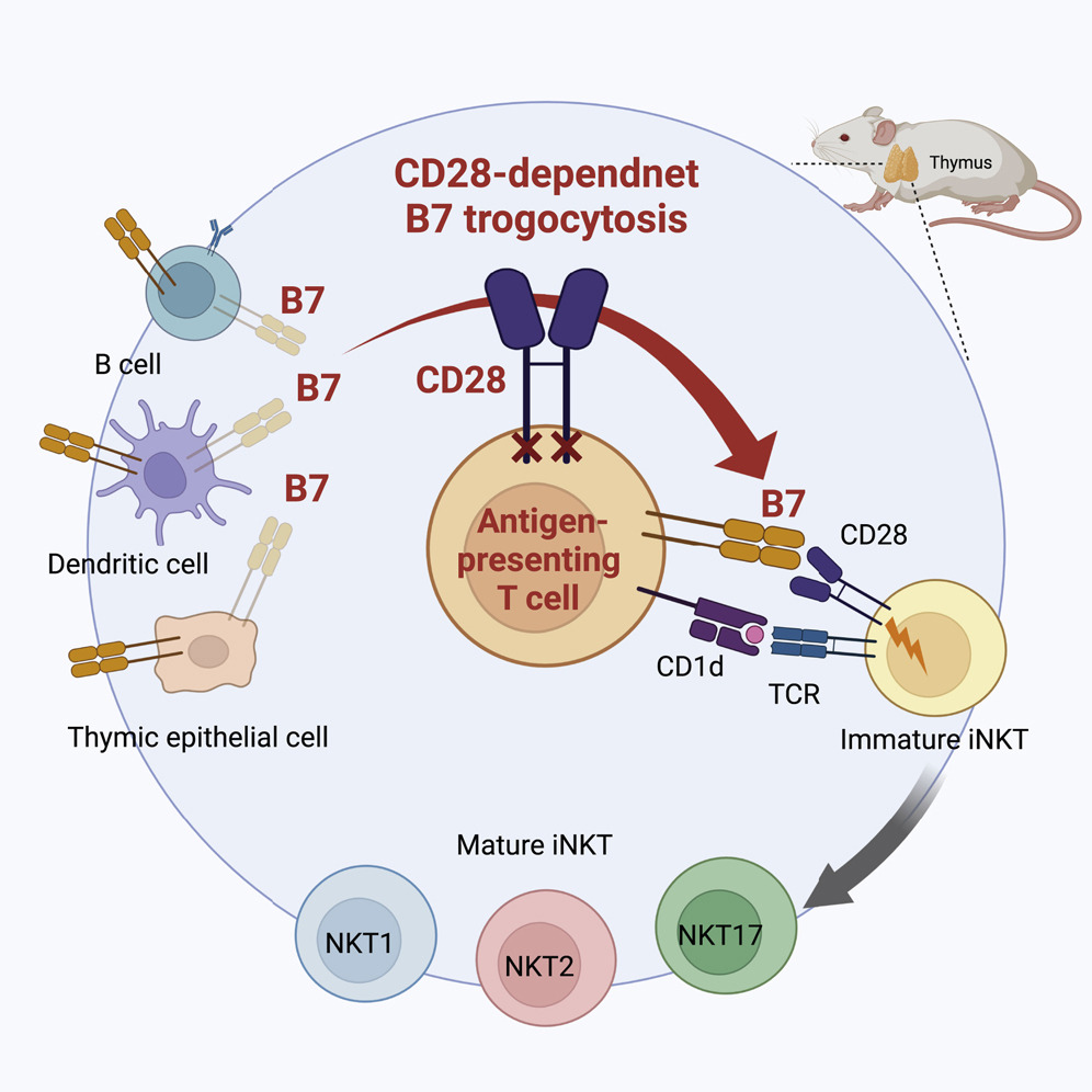 cd28 b7 system of t cell costimulation