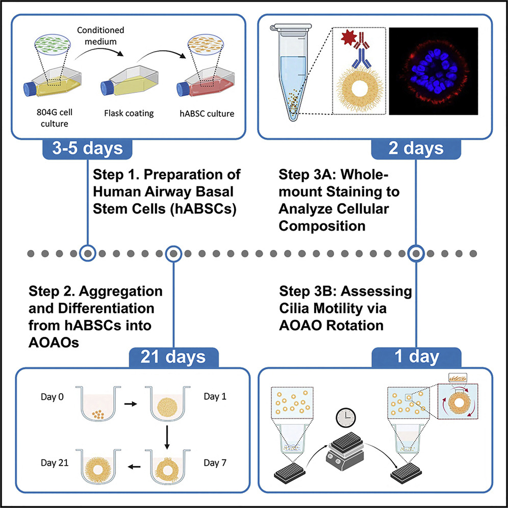 Protocol to Engineer ApicalOut Airway Organoids Using Suspension