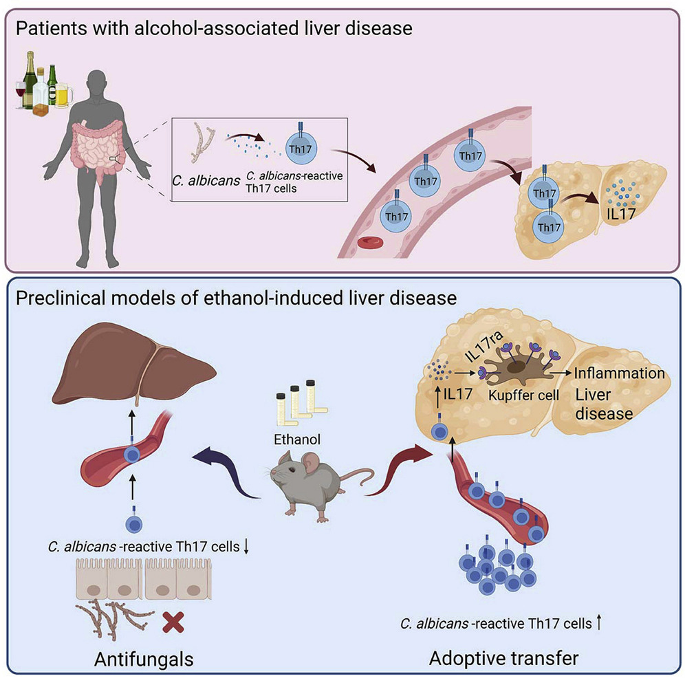 Candida albicansSpecific Th17 CellMediated Response Contributes to AlcoholAssociated Liver