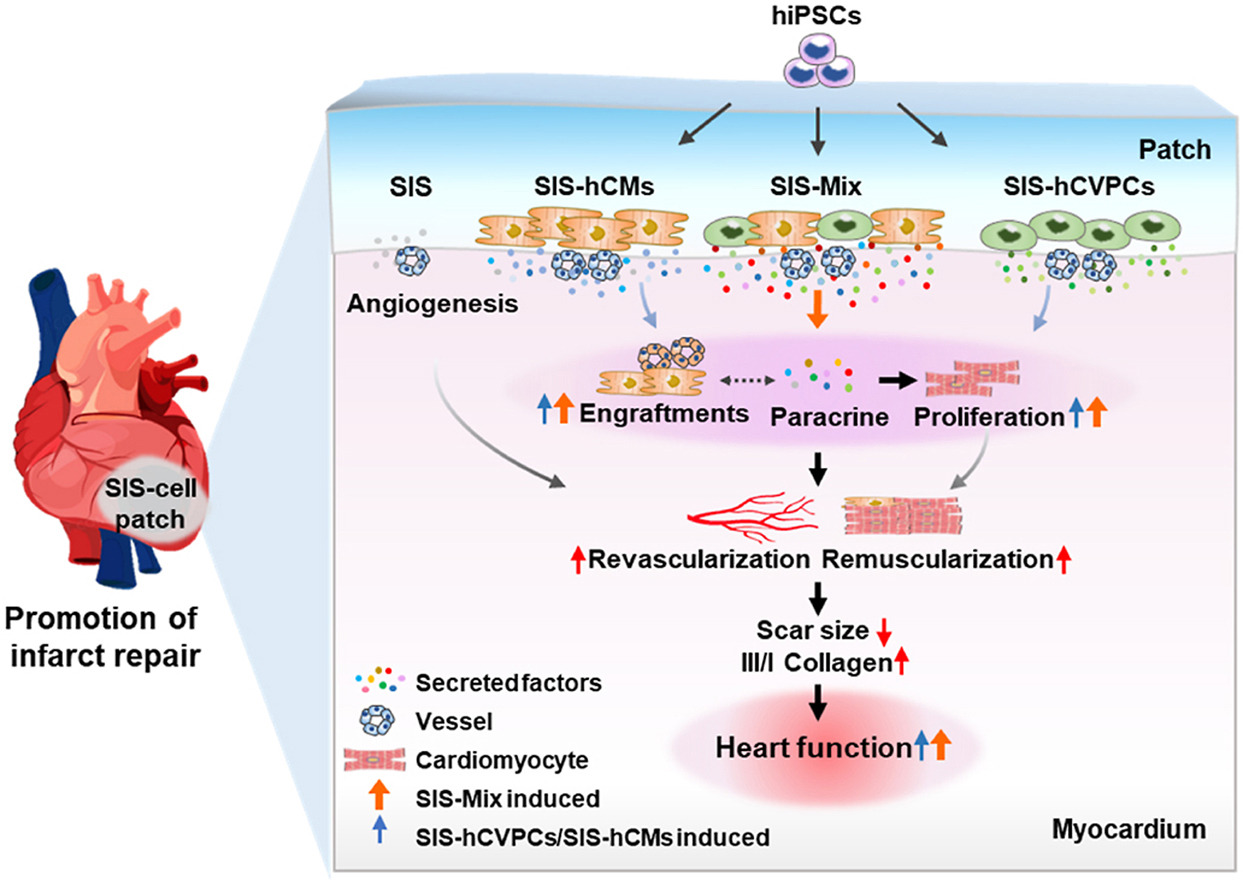 Dual Human iPSC-Derived Cardiac Lineage Cell-Seeding Extracellular ...