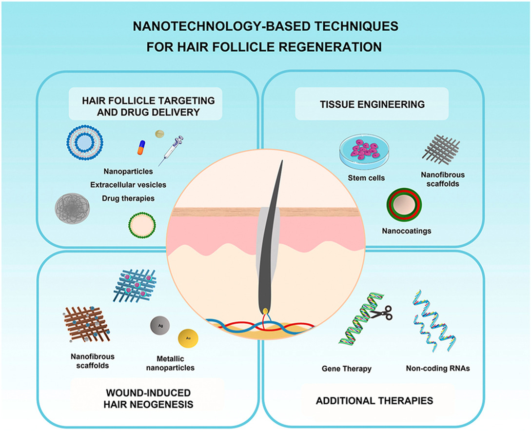 NanotechnologyBased Techniques for Hair Follicle Regeneration