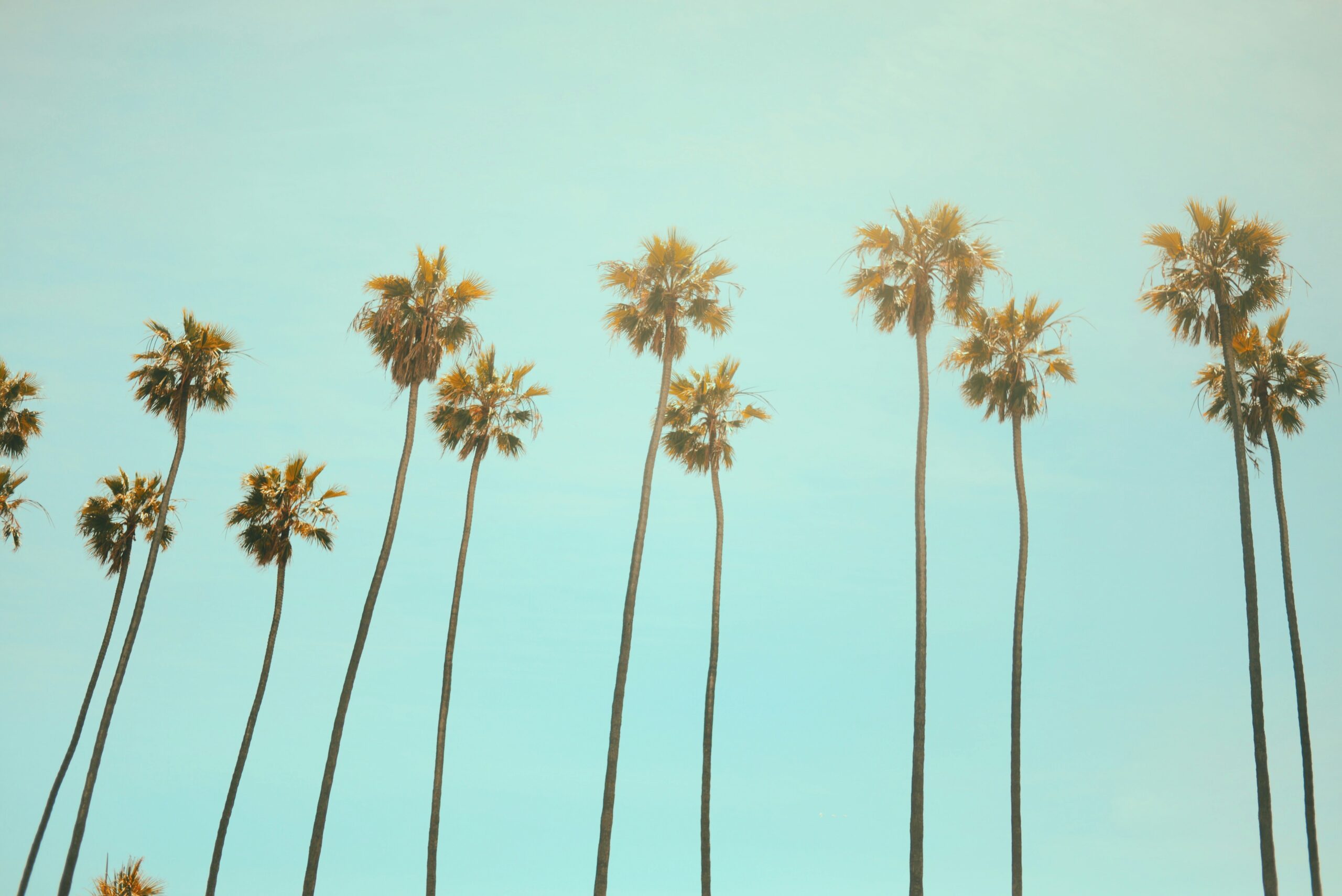 california palm trees