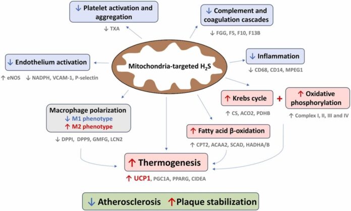 1-s2.0-S0753332224014136-ga1_lrg