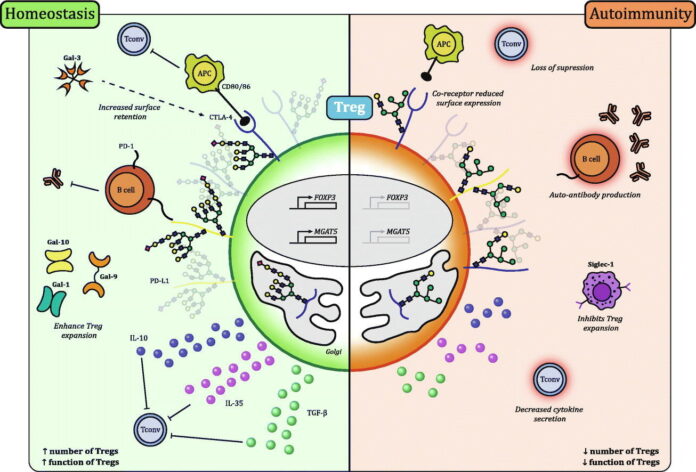 1-s2.0-S1568997225000515-ga1_lrg