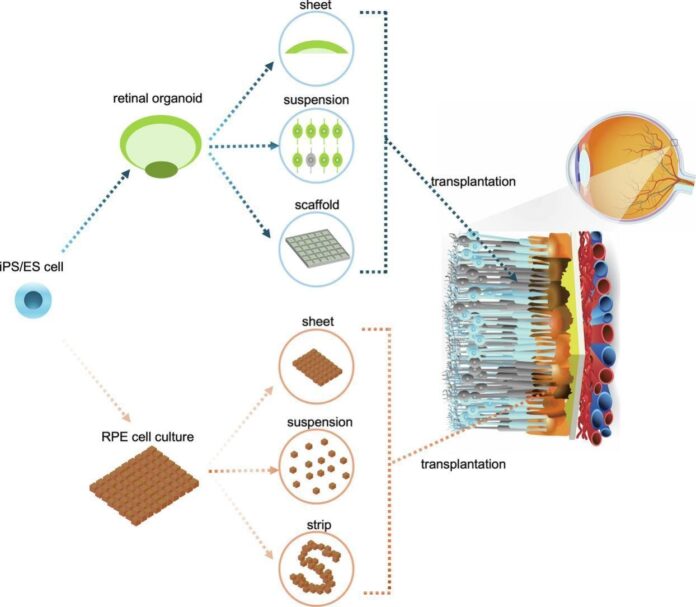 1-s2.0-S0169409X25000729-ga1_lrg