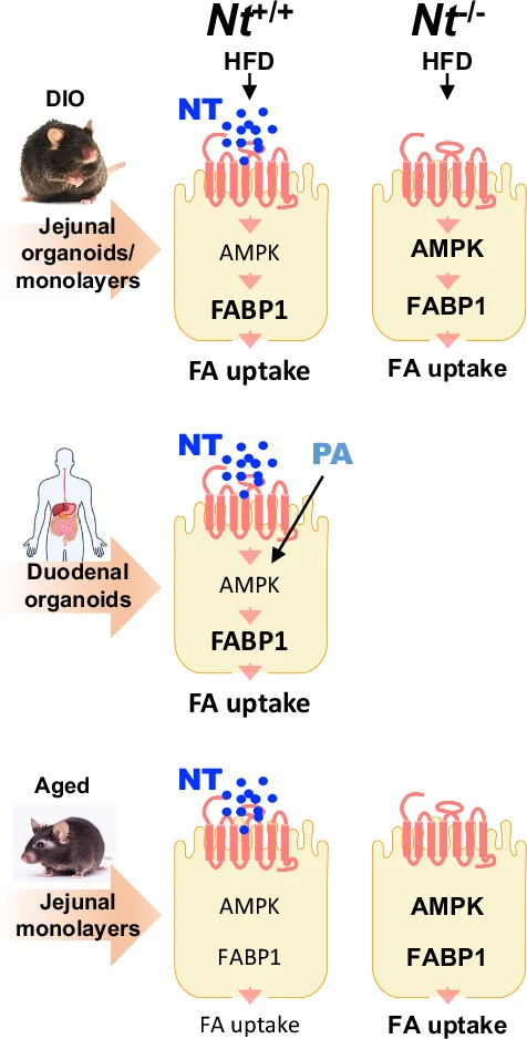 12276_2025_1461_Figa_HTML