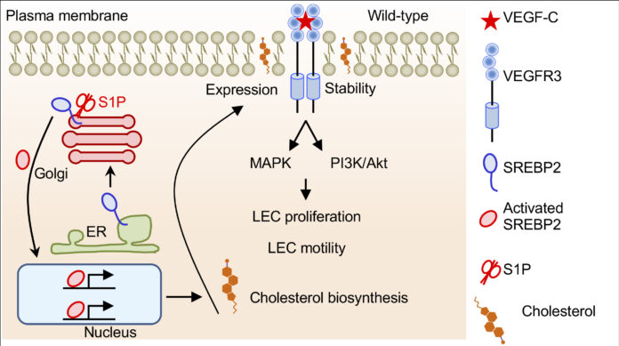 jci.insight.188637.ga